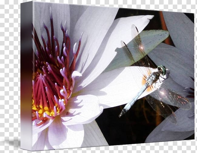 Flower Desktop Insect Petal , dragon fly transparent background PNG clipart