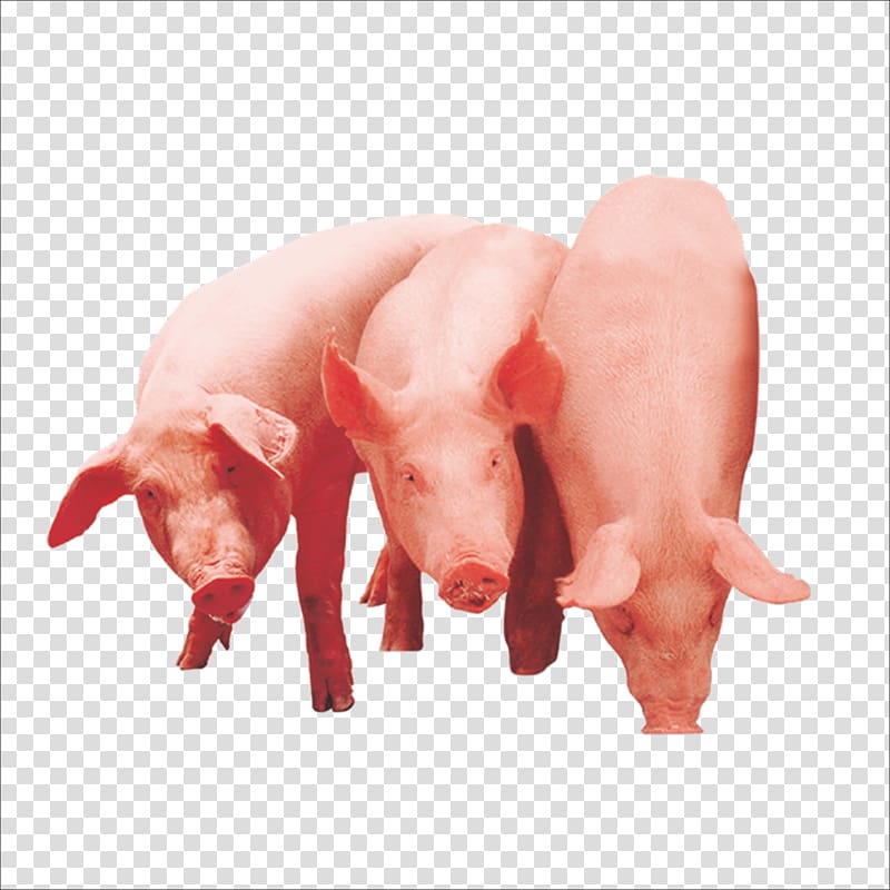 Domestic pig The Three Little Pigs , A pig transparent background PNG clipart
