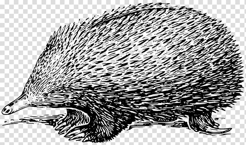 Anteater Echidna Platypus Drawing, echidna transparent background PNG clipart