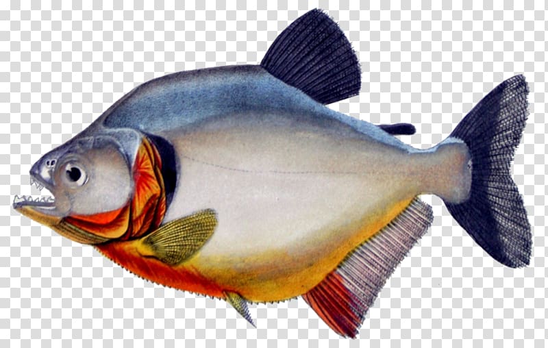 Red-bellied piranha Redeye piranha Fish Megapiranha paranensis, fish transparent background PNG clipart