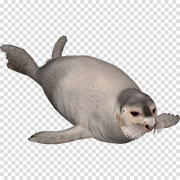 Harbor seal Sea lion Earless seal Bearded seal, harbor seal transparent background PNG clipart