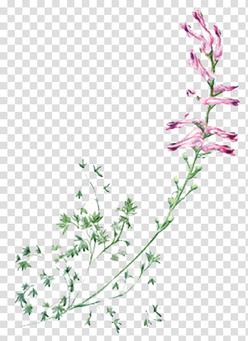 Lily of the valley Flower Purple Violet, Purple lily of the valley transparent background PNG clipart