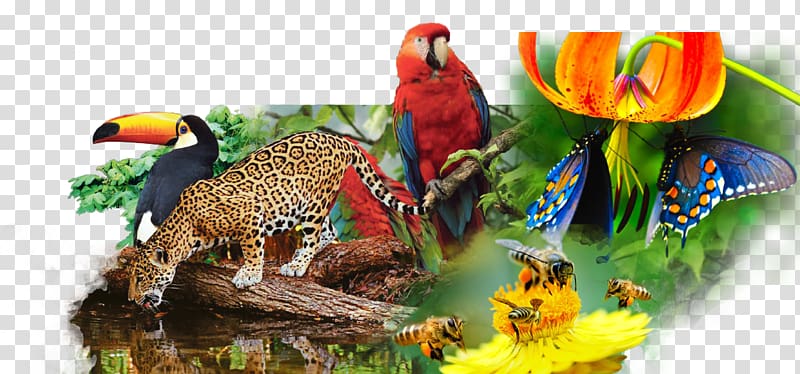 Biodiversity Delict Criminal law Genetically modified organism Natural environment, roll transparent background PNG clipart