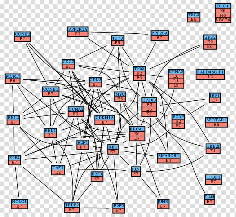 Line Point Angle Organization Diagram, red allogeneic virus cell transparent background PNG clipart