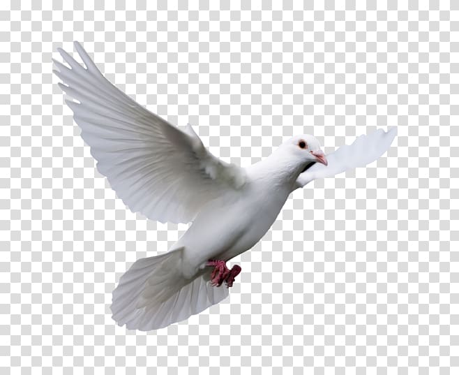 Domestic pigeon Columbidae Bird Wedding, pigeon transparent background PNG clipart