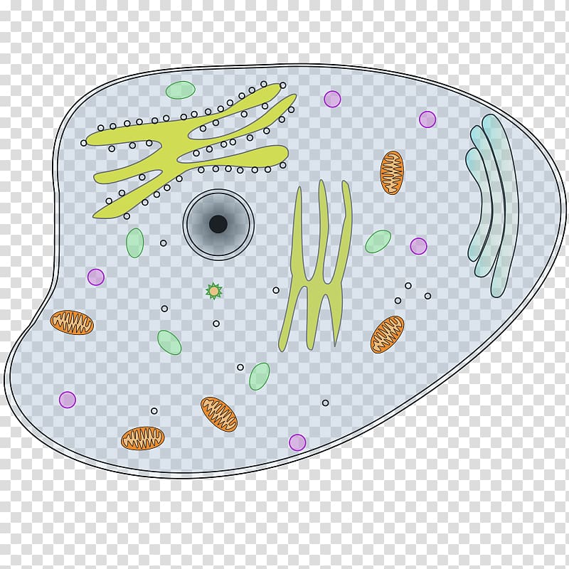 Plant cell Cèl·lula animal , Eukaryotic Cell transparent background PNG clipart