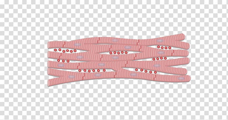 Intercalated disc Cardiac muscle Myocyte Gap junction, Anatomy Muscle transparent background PNG clipart