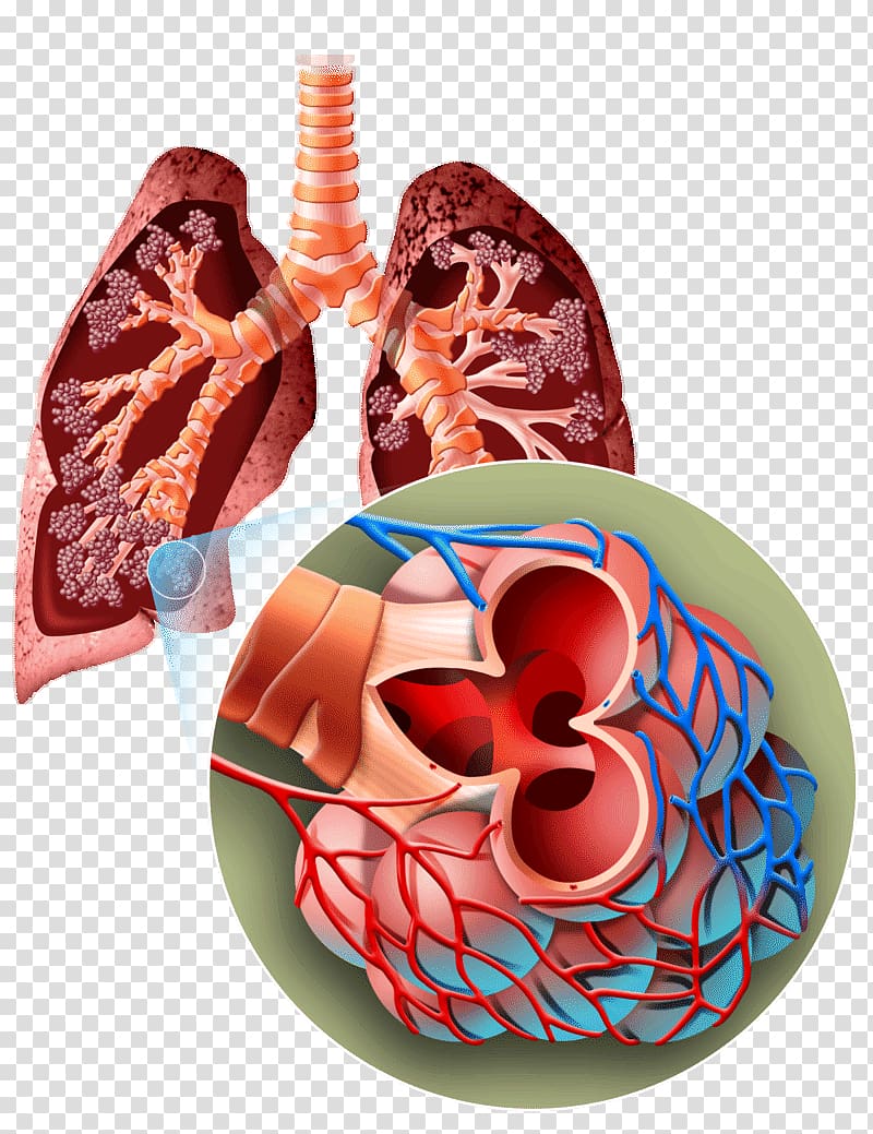 Organism Breathing Lung Human body Biology, human Lungs transparent background PNG clipart