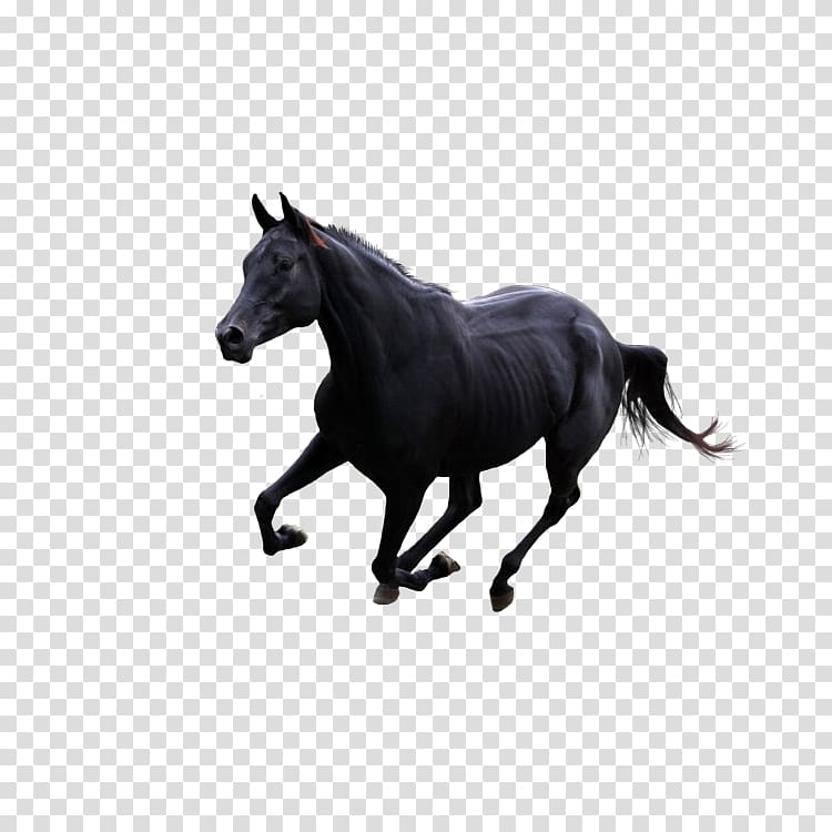 Horse Gallop Pony, Benz dark horse transparent background PNG clipart