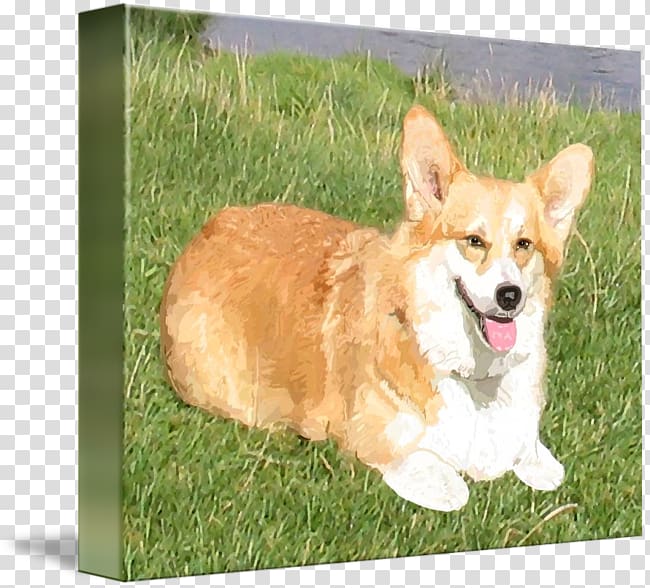 Pembroke Welsh Corgi Cardigan Welsh Corgi Icelandic Sheepdog Dorgi, corgi transparent background PNG clipart