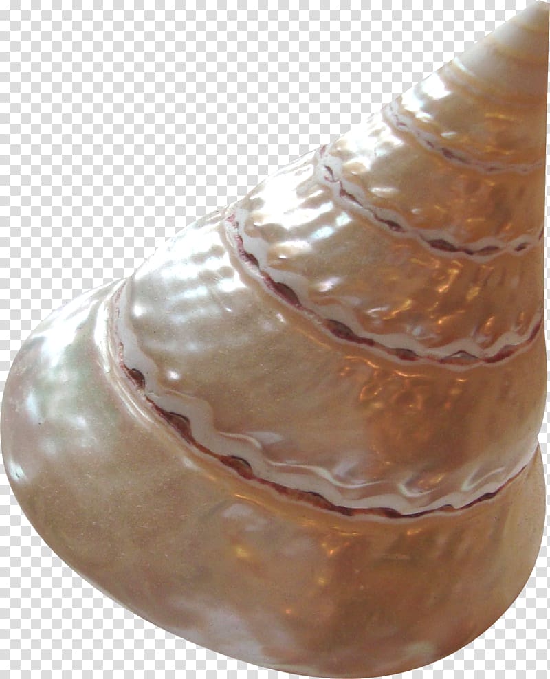Sea snail Seashell Conch, conch transparent background PNG clipart