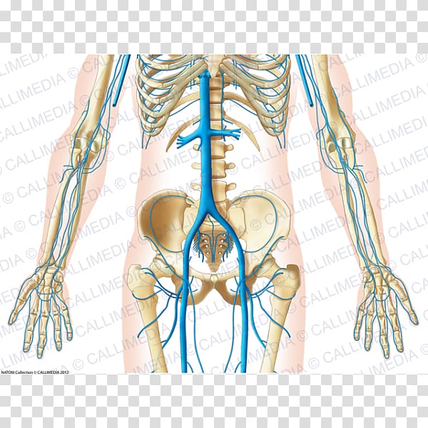 Anatomia y Fisiologia Carnet d'anatomie: Thorax, abdomen, pelvis Organ  Human anatomy, abdomen anatomy transparent background PNG clipart