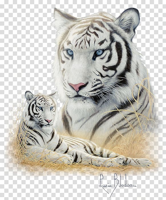 Tiger Whiskers Cat Snout Terrestrial animal, tiger transparent background PNG clipart