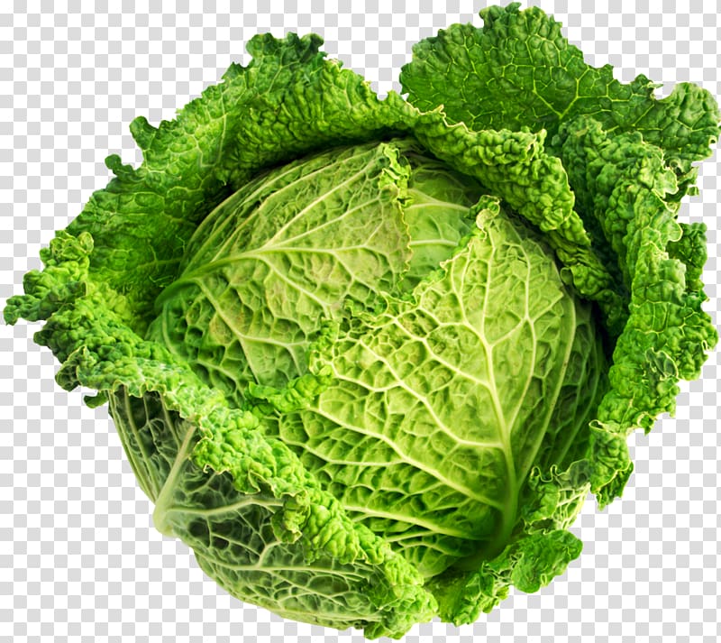 Savoy cabbage Brassica oleracea var. acephala Vegetable Variety, cabbage transparent background PNG clipart