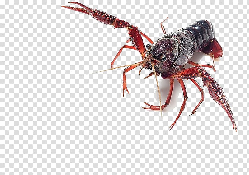 Crayfish Lobster Procambarus clarkii Cambaroides Crab, Fresh shrimp element transparent background PNG clipart