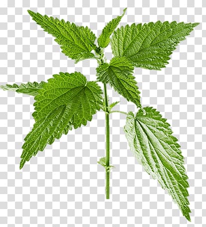 green leaves illustration, Nettle Plant transparent background PNG clipart