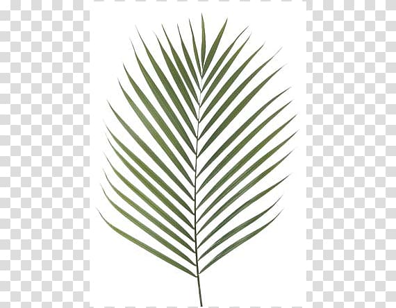 Canary Island date palm Palm branch Artificial flower Leaf Chamaerops, Areca Palm transparent background PNG clipart