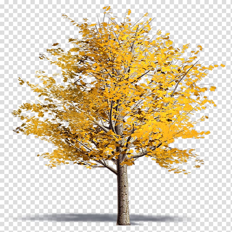 Twig Plane trees Ginkgo biloba Plane tree family, acer platanoides transparent background PNG clipart