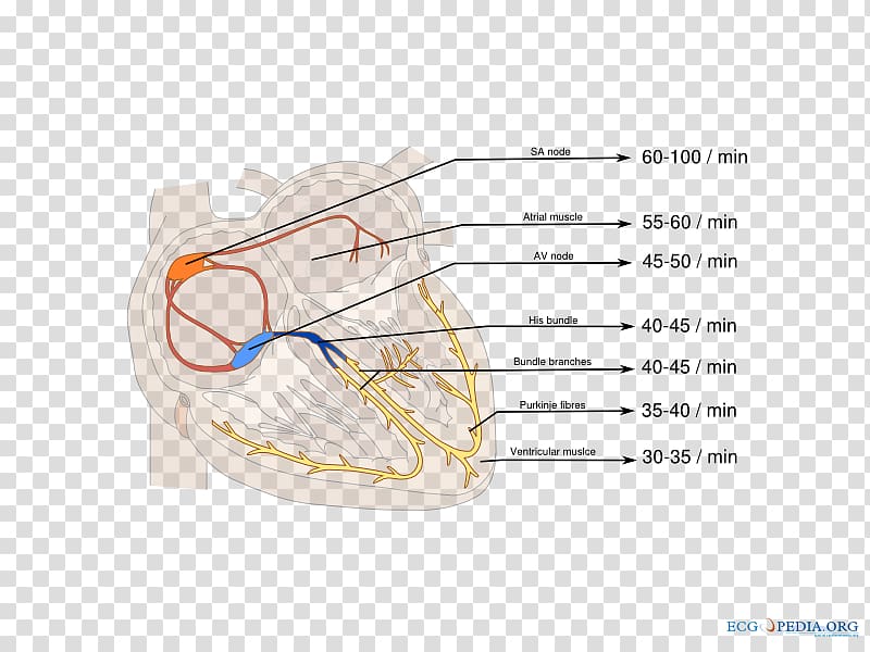 Atrioventricular node Electrocardiography Sinoatrial node Right Bundle Branch Block Cardiology, heart transparent background PNG clipart