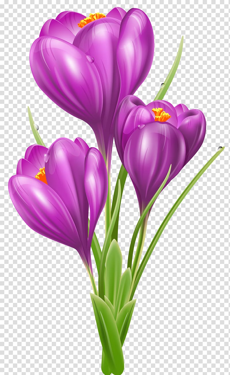 Crocus vernus Crocus flavus , Crocus transparent background PNG clipart