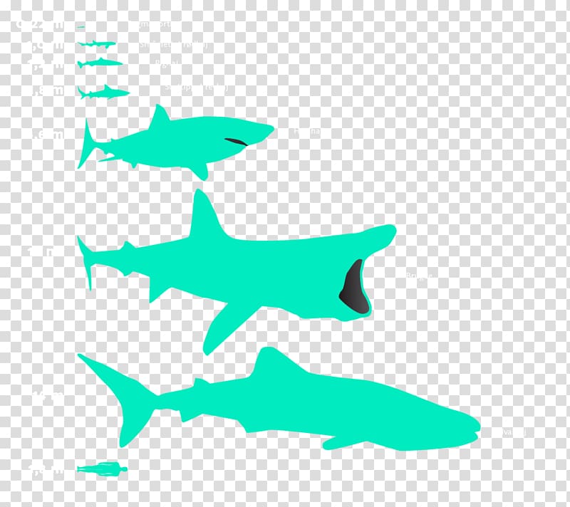 Requiem sharks Great white shark Basking shark Whale shark, shark transparent background PNG clipart