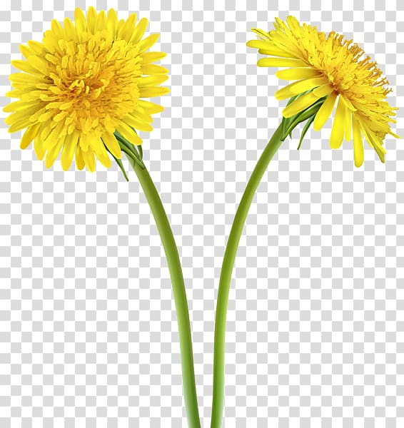 Dandelion Yellow Flower , spring forward transparent background PNG clipart