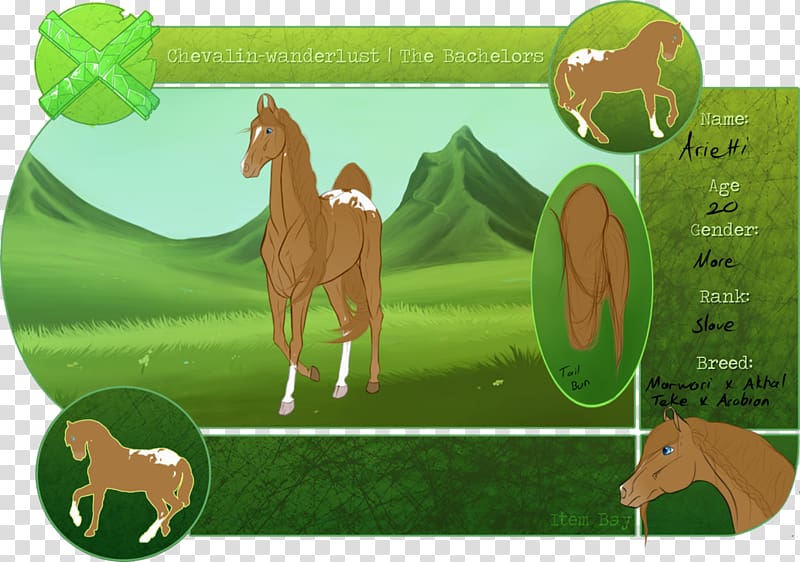 Stallion Mane Halter Pasture, Digital Diplomacy transparent background PNG clipart