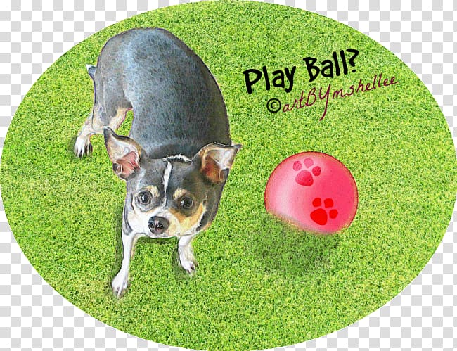 Dog breed Chihuahua Puppy Snout, playing ball transparent background PNG clipart