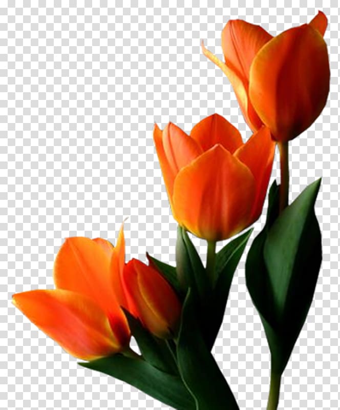 Tulips in a Vase Flower , tulip transparent background PNG clipart