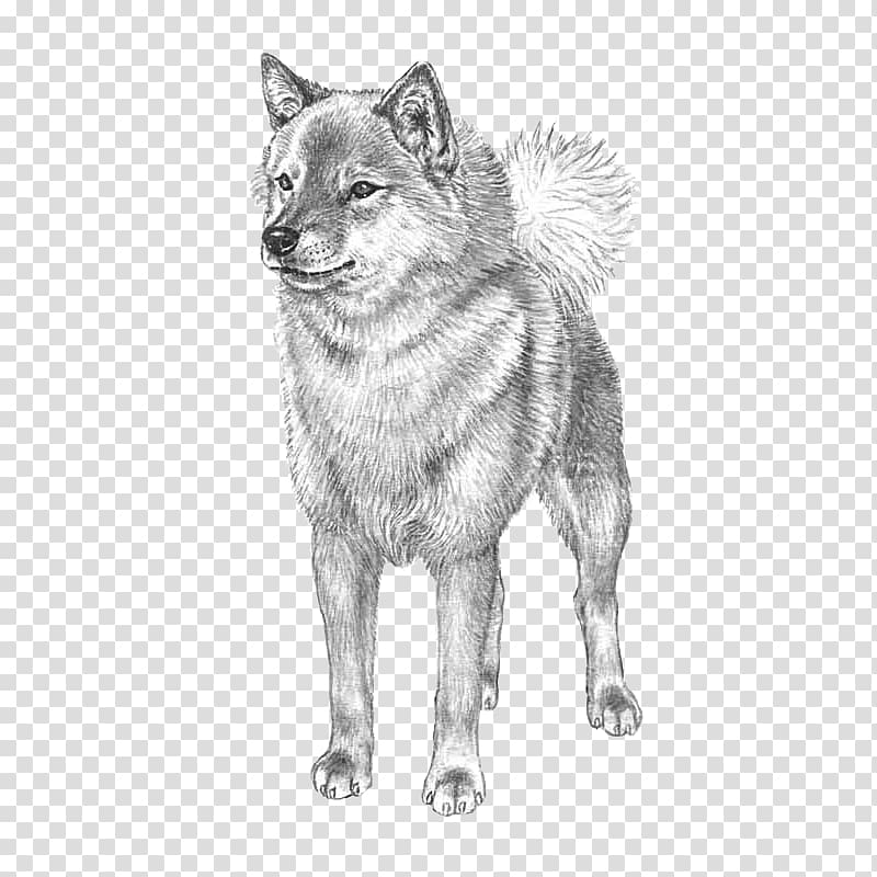 Finnish Spitz Norwegian Elkhound Czechoslovakian Wolfdog Dog breed Akita, others transparent background PNG clipart