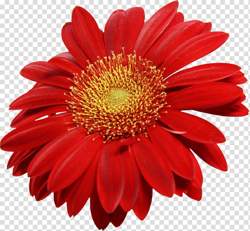 Transvaal daisy Common daisy , Red Sunflower transparent background PNG clipart