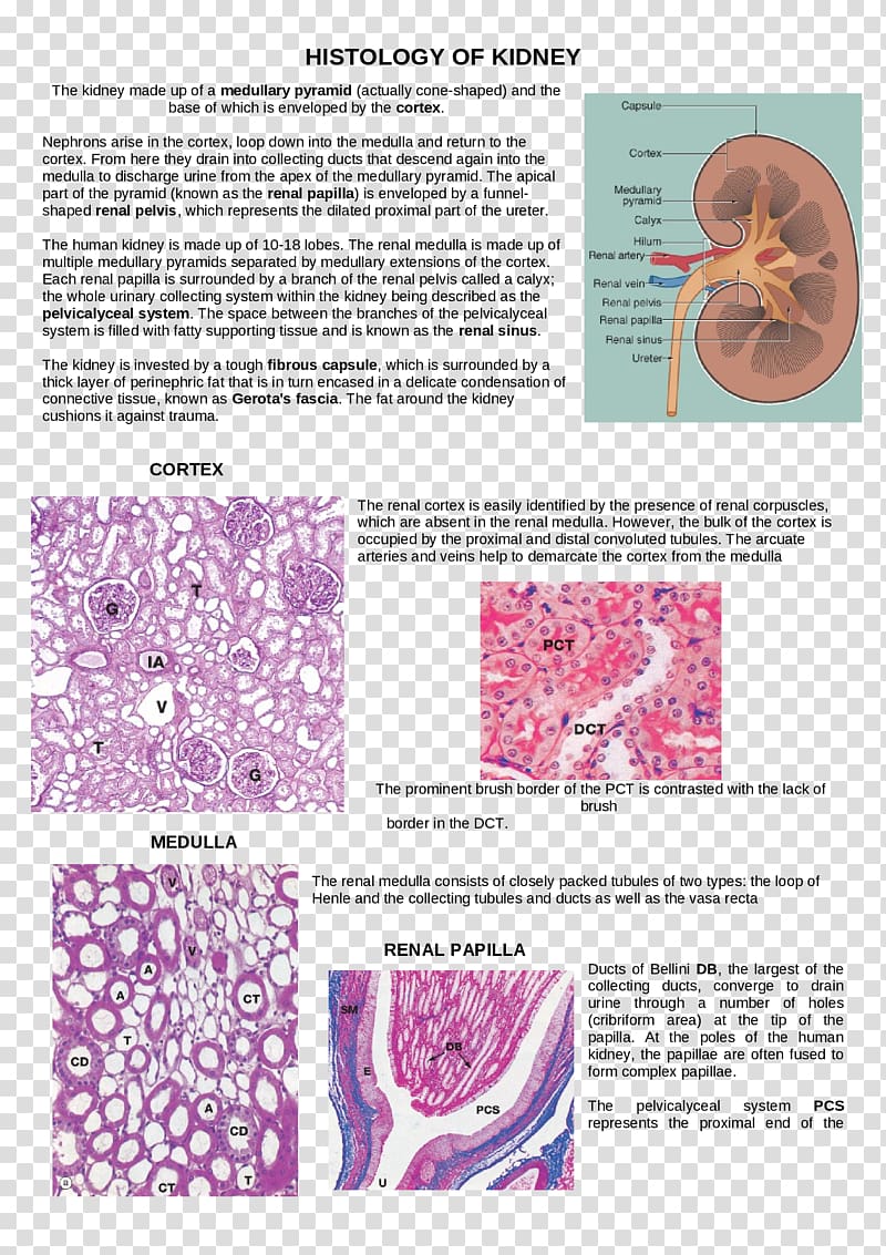 Loop of Henle Organism Histology Art, others transparent background PNG clipart