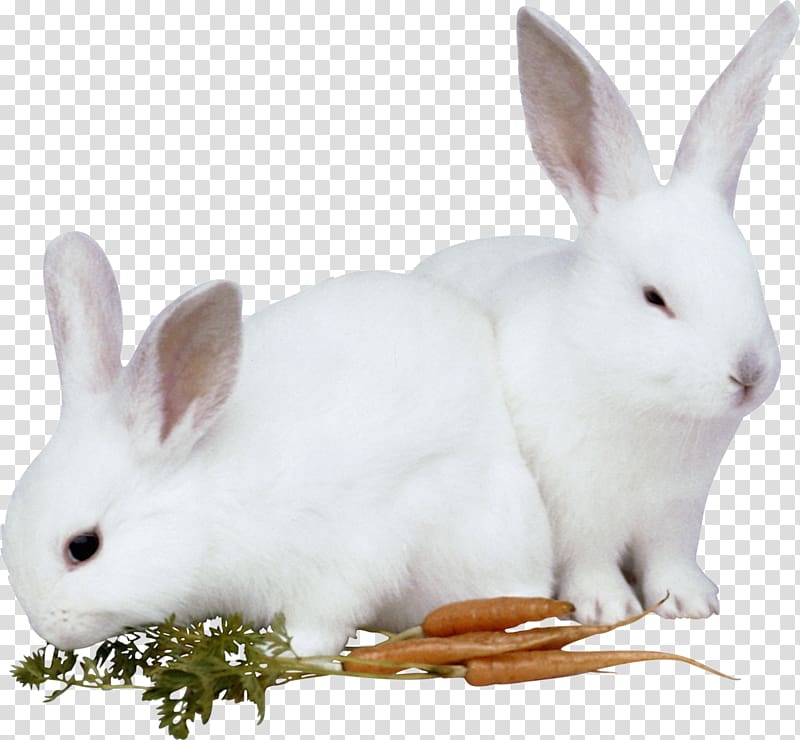 Hare Easter Bunny Rabbit Animal, bunny rabbit transparent background PNG clipart