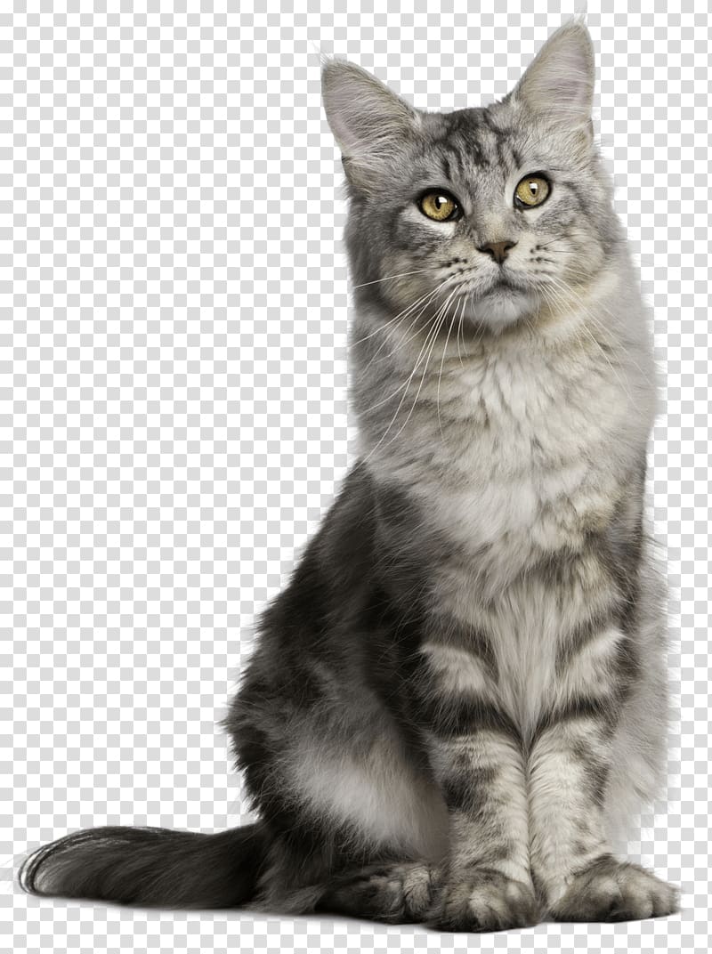 Pet sitting Feral cat Dog, Cat transparent background PNG clipart