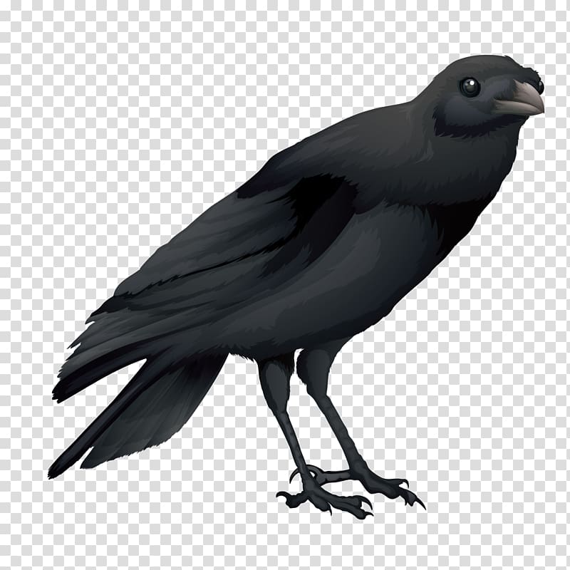 Hooded crow Common raven Australian raven Bird, Black Raven transparent background PNG clipart