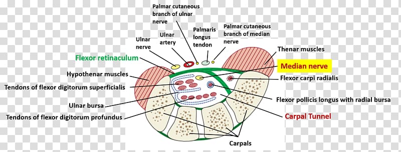 Carpal tunnel syndrome Anatomy Human body, ear anatomy transparent background PNG clipart
