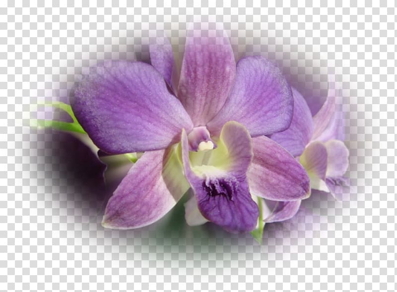 Moth orchids Dendrobium, orchidee transparent background PNG clipart
