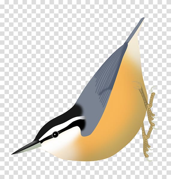 Algerian Nuthatch Running Chroni Google Now Google即时桌面, Sitta transparent background PNG clipart