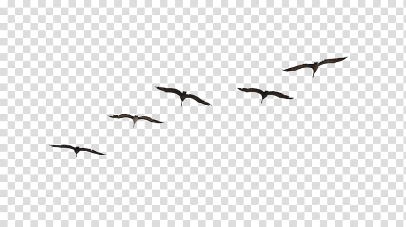 Bird migration Flight Flock Animal migration, birds transparent background PNG clipart