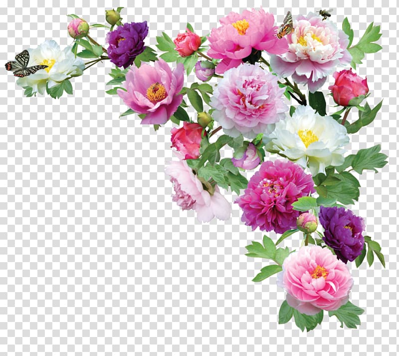 Web design, peonies transparent background PNG clipart