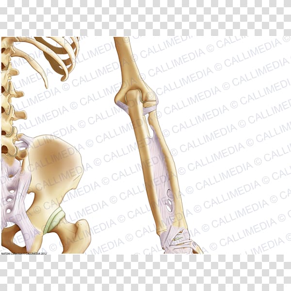 Finger Elbow Pelvis Bone Anatomy, arm transparent background PNG clipart