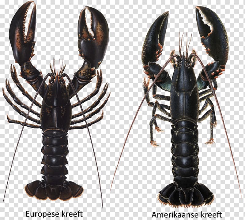 European lobster Crayfish as food Louisiana crawfish, lobster transparent background PNG clipart
