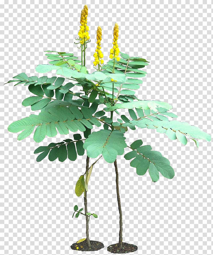 Senna alata Golden shower tree Herb Senna hebecarpa Plant, tropical plant transparent background PNG clipart