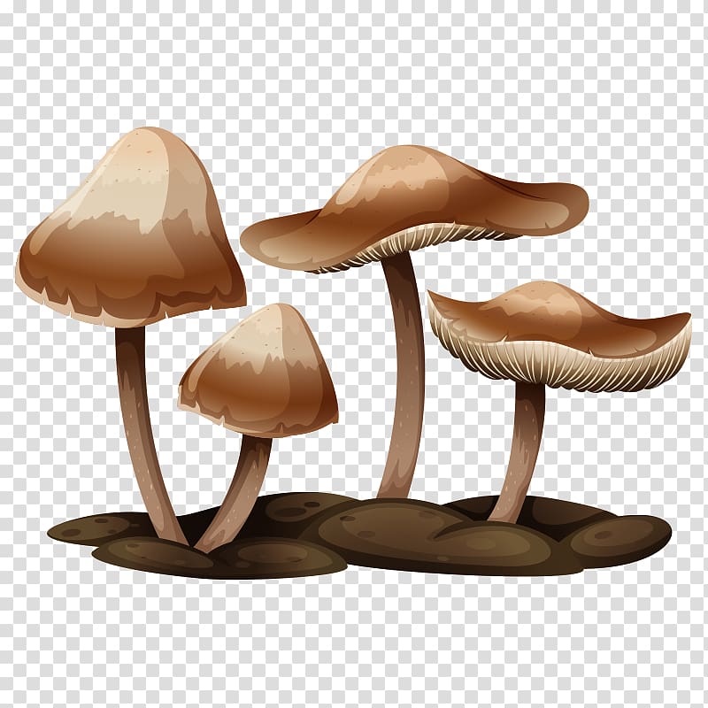 Edible mushroom Mushroom poisoning Illustration, mushroom,fungus transparent background PNG clipart