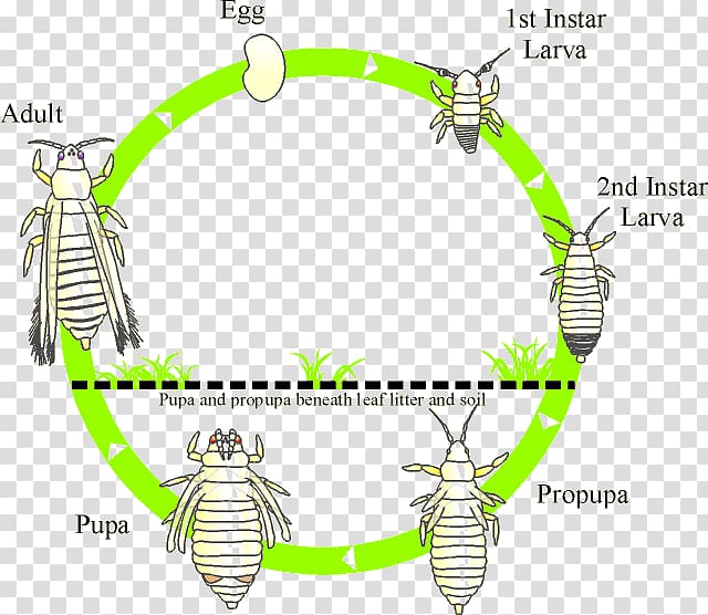 Thrips Insect Biological life cycle Biology Thripidae, dragonfly life cycle transparent background PNG clipart