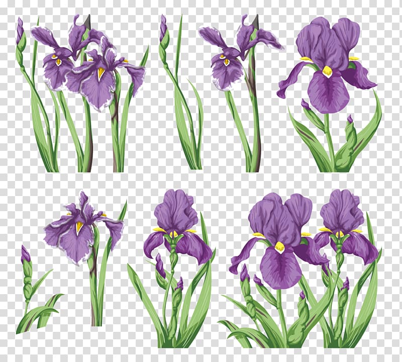 Irises Flower Painting, iris transparent background PNG clipart