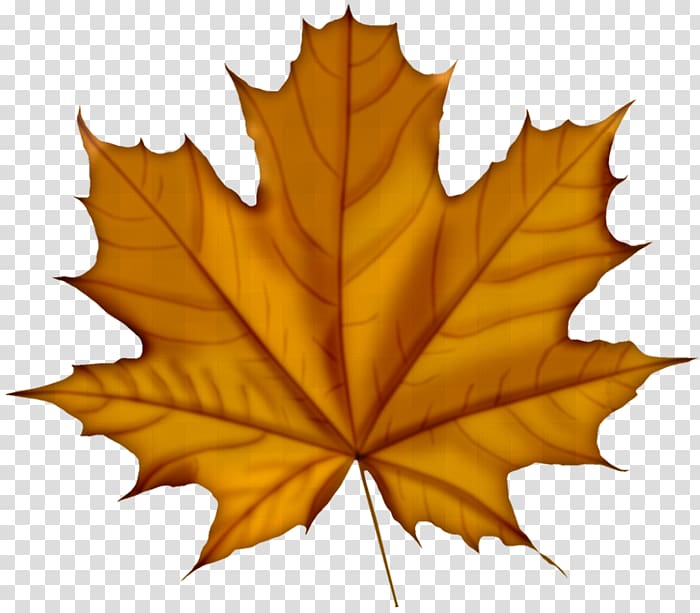 Leaf Sugar maple , Leaf transparent background PNG clipart