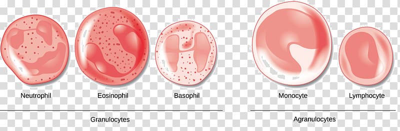 Red blood cell Agranulocyte White blood cell, blood cells transparent background PNG clipart