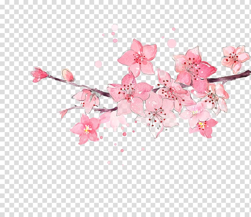 Peach Flower, Watercolor cherry, pink flowers illustration transparent background PNG clipart