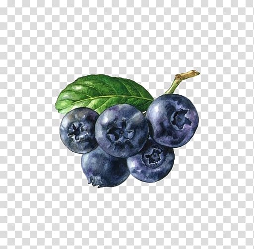 Berry Fruit Auglis, Blueberry material transparent background PNG clipart